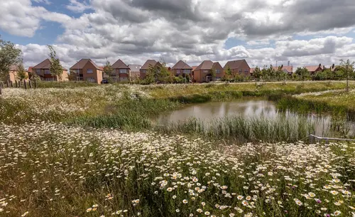Wildflowers and homes in the background