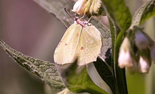 A Brimstone butterfly on wild flowers 