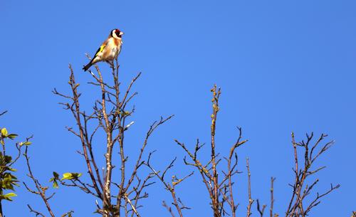 A Goldfinch against blue sky
