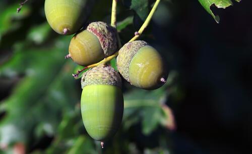 Oak tree leaves and acorns