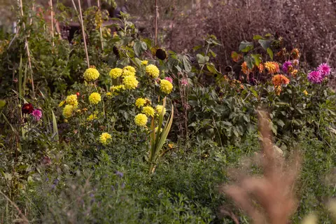 Dalhia flowers at the allotment