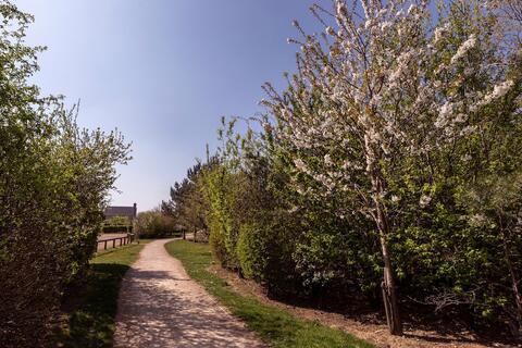 Scots Pine Way