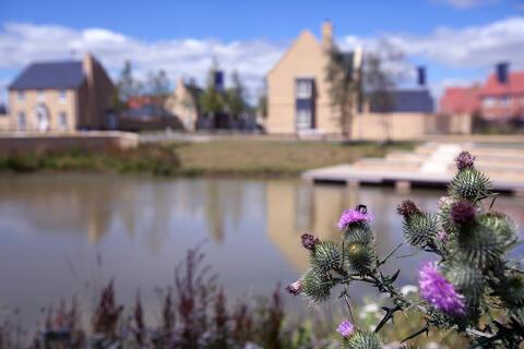 Wild Flowers (Swynford Road) 12-07-2017 (12) wild flowers by the village pond with new homes in the background