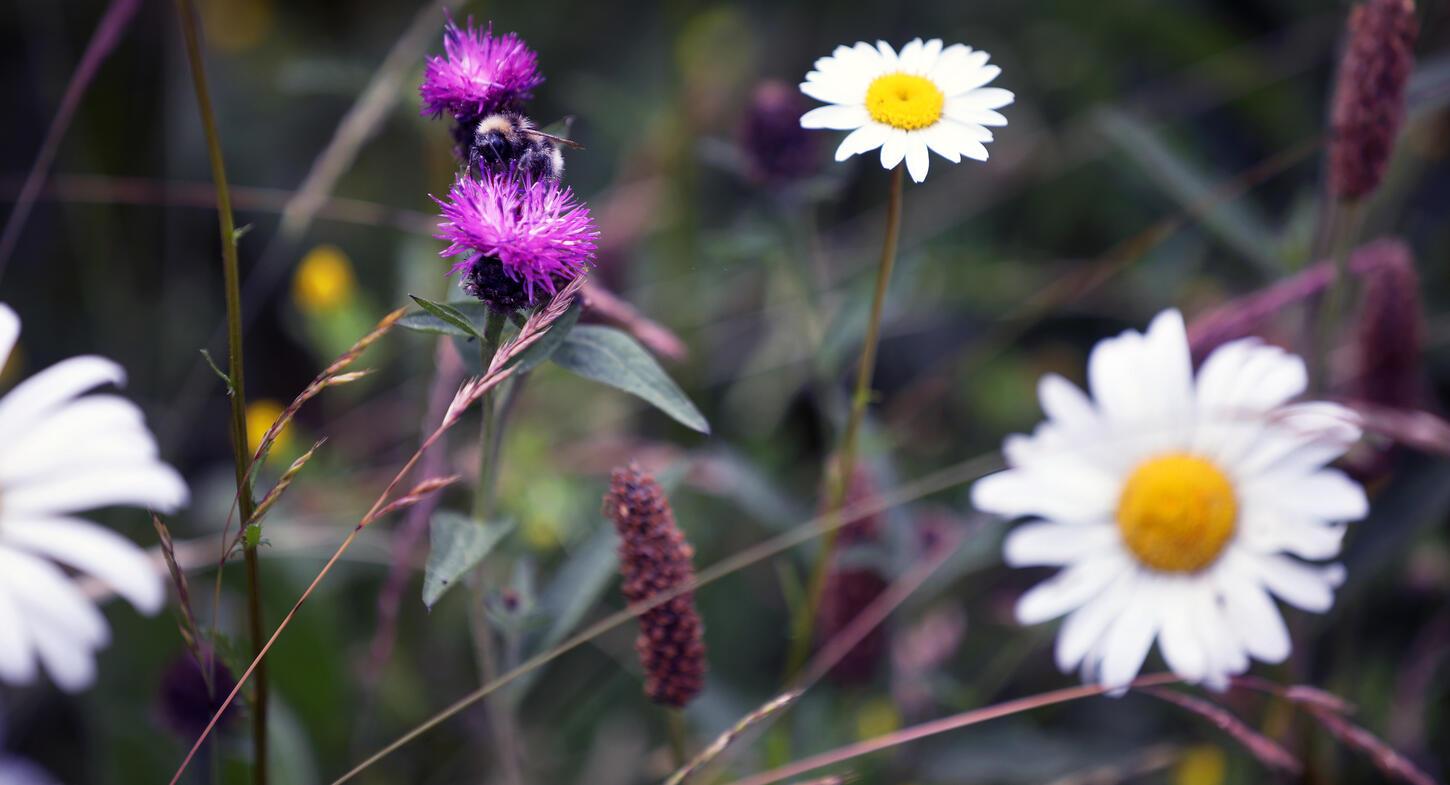 Bees and daisies at Alconbury Weald