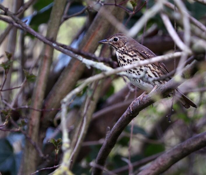 Alconbury Weald takes part in biggest birdwatching event
RSPB Big Garden Birdwatch