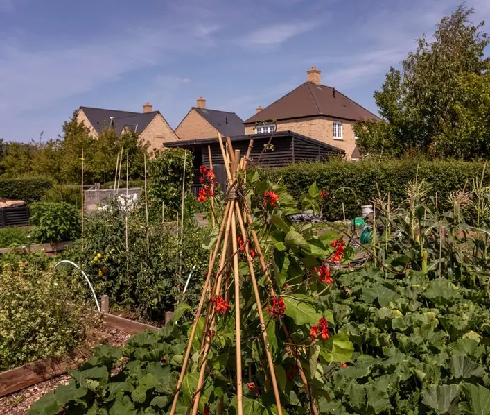Alconbury Weald allotments 