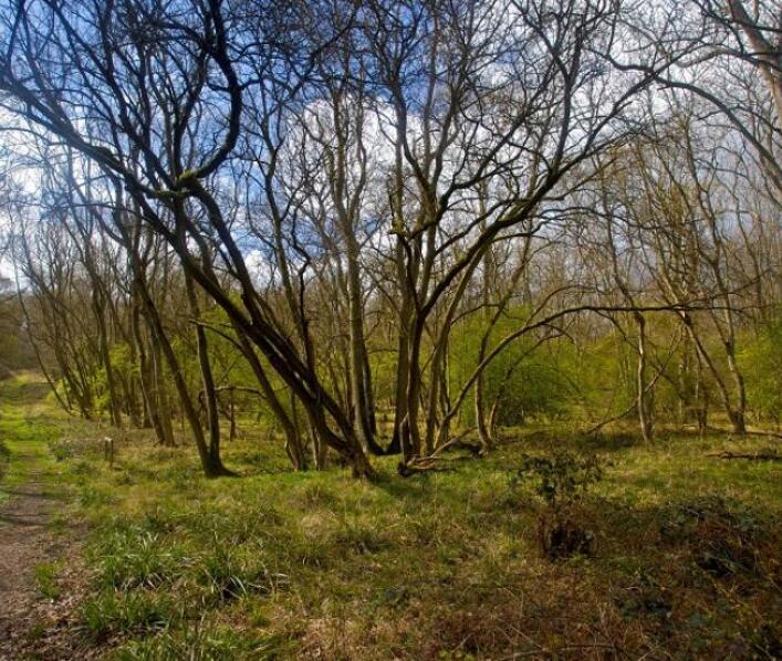 Guided Walk and Seed Collecting Event at Monks Wood: Saturday October 12